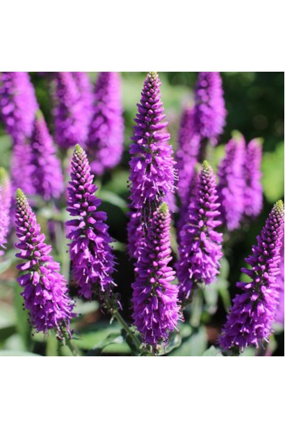 Veronica spicata ‘First Match’ 